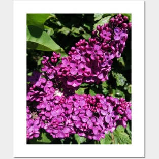 Lovely Lilac Flower Blooming In Spring Posters and Art